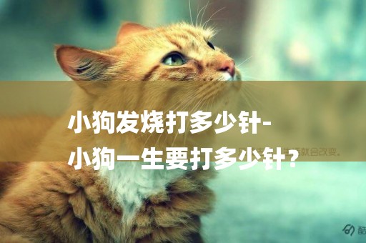 小狗發燒打多少針-
小狗一生要打多少針？