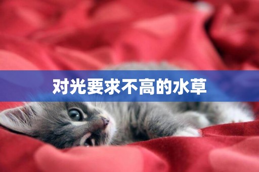 對光要求不高的水草