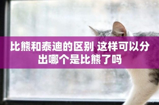 比熊和泰迪的區別 這樣可以分出哪個是比熊了嗎