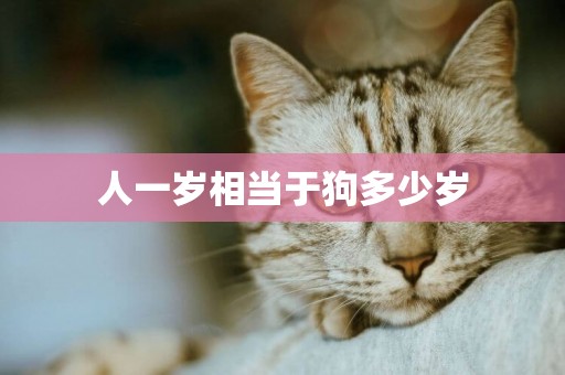 人一歲相當于狗多少歲