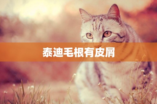泰迪毛根有皮屑