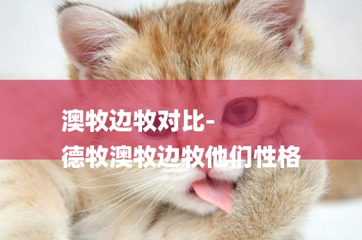 澳牧邊牧對比-
德牧澳牧邊牧他們性格