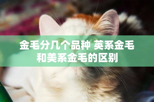 金毛分幾個品種 英系金毛和美系金毛的區別