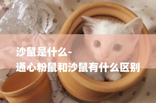 沙鼠是什么-
通心粉鼠和沙鼠有什么區別
