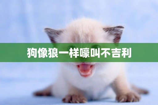 狗像狼一樣嚎叫不吉利