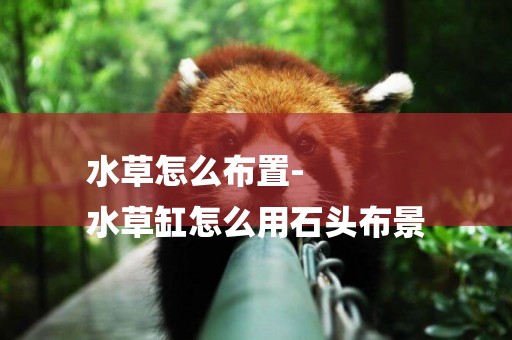 水草怎么布置-
水草缸怎么用石頭布景