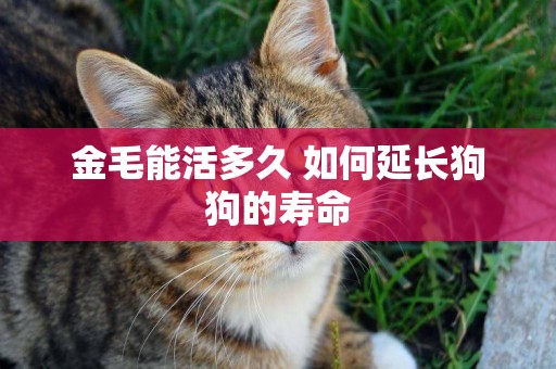 金毛能活多久 如何延長狗狗的壽命