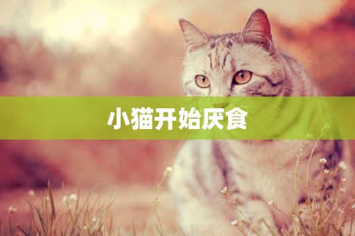 小貓開始厭食