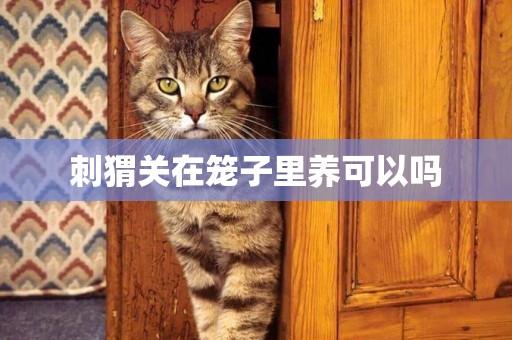 刺猬關在籠子里養可以嗎