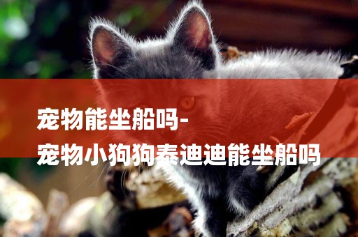 寵物能坐船嗎-
寵物小狗狗泰迪迪能坐船嗎