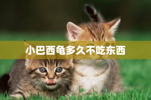 小巴西龜多久不吃東西