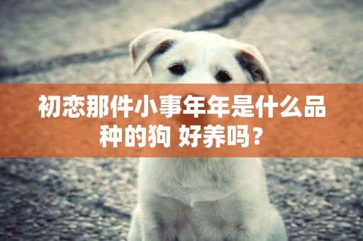 初戀那件小事年年是什么品種的狗 好養嗎？