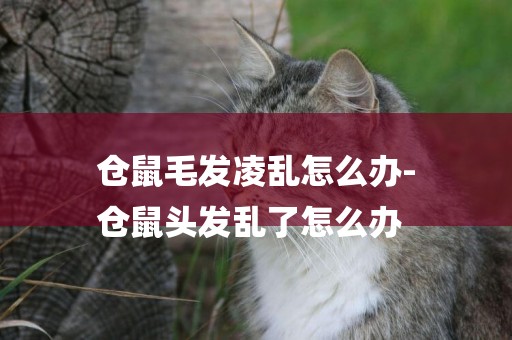 倉鼠毛發凌亂怎么辦-
倉鼠頭發亂了怎么辦