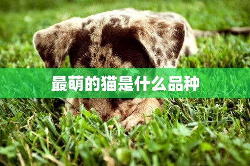 最萌的貓是什么品種