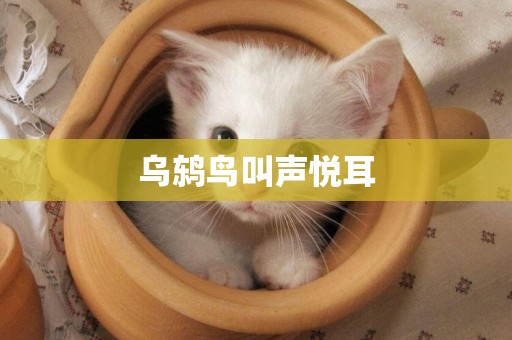 烏鶇鳥叫聲悅耳
