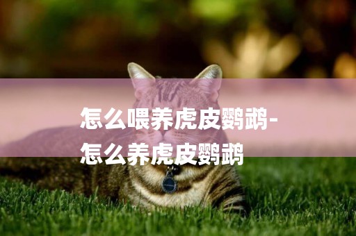 怎么喂養虎皮鸚鵡-
怎么養虎皮鸚鵡