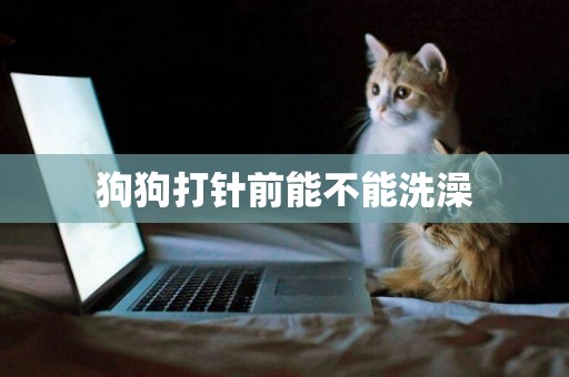 狗狗打針前能不能洗澡