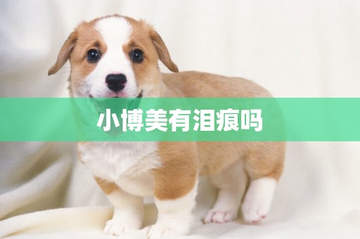 小博美有淚痕嗎