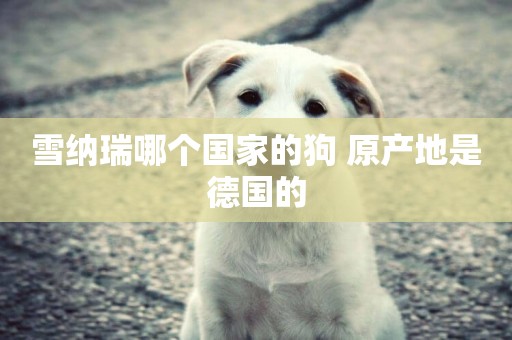 雪納瑞哪個國家的狗 原產地是德國的 雪納瑞哪個國家的狗 原產地是德國的