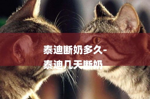 泰迪斷奶多久-
泰迪幾天斷奶