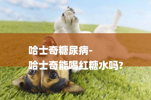哈士奇糖尿病-
哈士奇能喝紅糖水嗎?