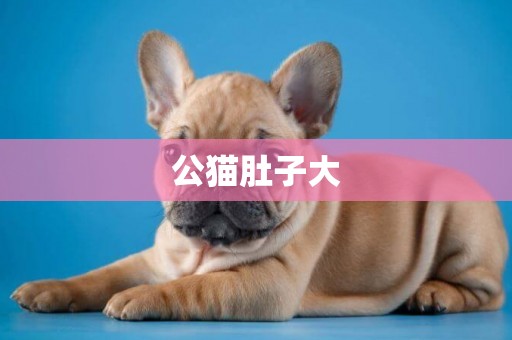 公貓肚子大
