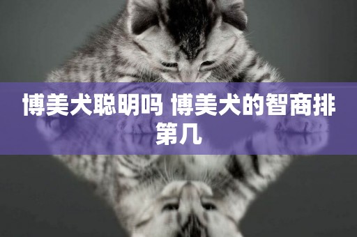 博美犬聰明嗎 博美犬的智商排第幾