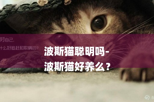 波斯貓聰明嗎-
波斯貓好養么？