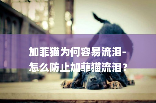加菲貓為何容易流淚-
怎么防止加菲貓流淚？