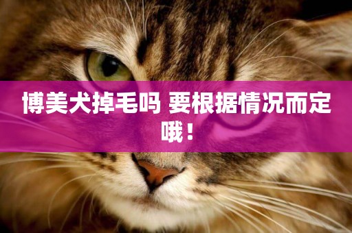 博美犬掉毛嗎 要根據情況而定哦！
