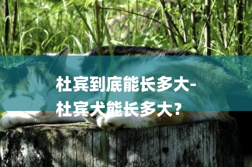 杜賓到底能長多大-
杜賓犬能長多大？