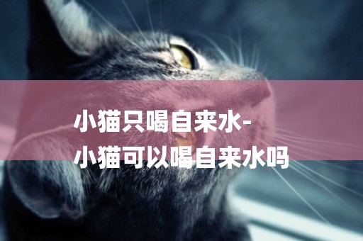 小貓只喝自來水-
小貓可以喝自來水嗎