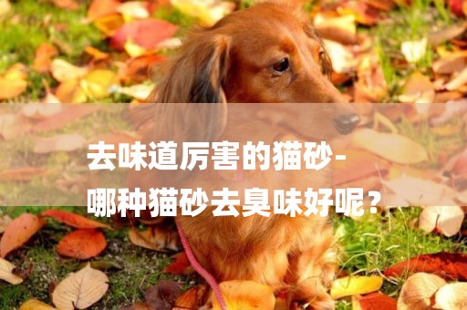 去味道厲害的貓砂-
哪種貓砂去臭味好呢？