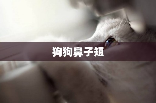 狗狗鼻子短