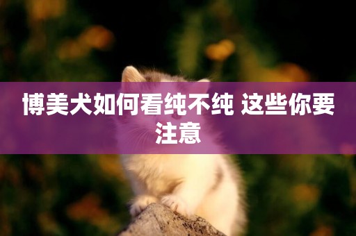 博美犬如何看純不純 這些你要注意