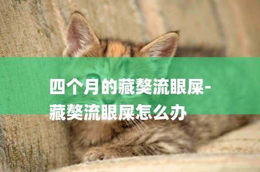 四個月的藏獒流眼屎-
藏獒流眼屎怎么辦