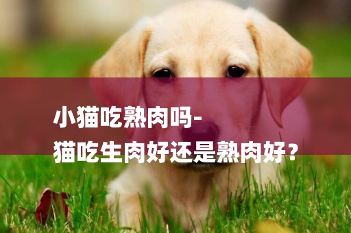 小貓吃熟肉嗎-
貓吃生肉好還是熟肉好？