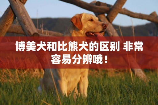 博美犬和比熊犬的區別 非常容易分辨哦！
