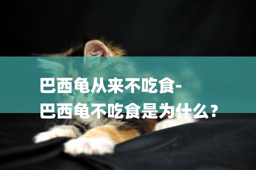 巴西龜從來不吃食-
巴西龜不吃食是為什么？