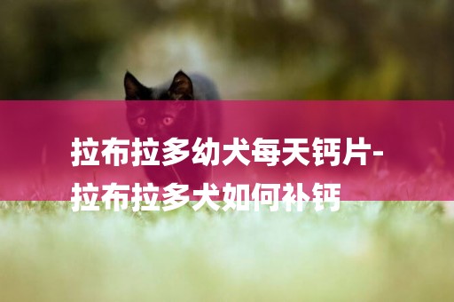 拉布拉多幼犬每天鈣片-
拉布拉多犬如何補鈣