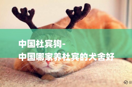 中國杜賓狗-
中國哪家養杜賓的犬舍好