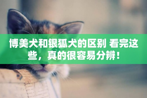 博美犬和銀狐犬的區別 看完這些，真的很容易分辨！