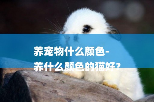 養寵物什么顏色-
養什么顏色的貓好？