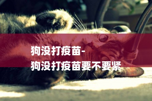 狗沒打疫苗-
狗沒打疫苗要不要緊