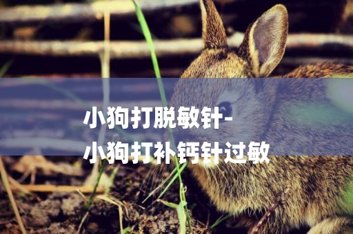 小狗打脫敏針-
小狗打補鈣針過敏