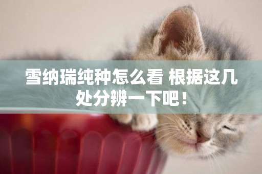 雪納瑞純種怎么看 根據這幾處分辨一下吧！