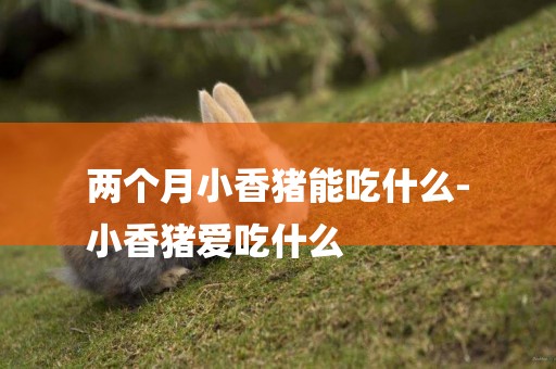 兩個月小香豬能吃什么-
小香豬愛吃什么