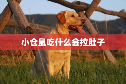 小倉鼠吃什么會拉肚子