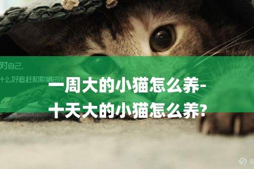 一周大的小貓怎么養-
十天大的小貓怎么養?