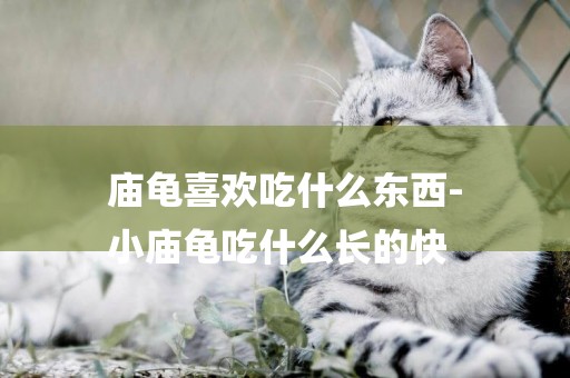 廟龜喜歡吃什么東西-
小廟龜吃什么長的快